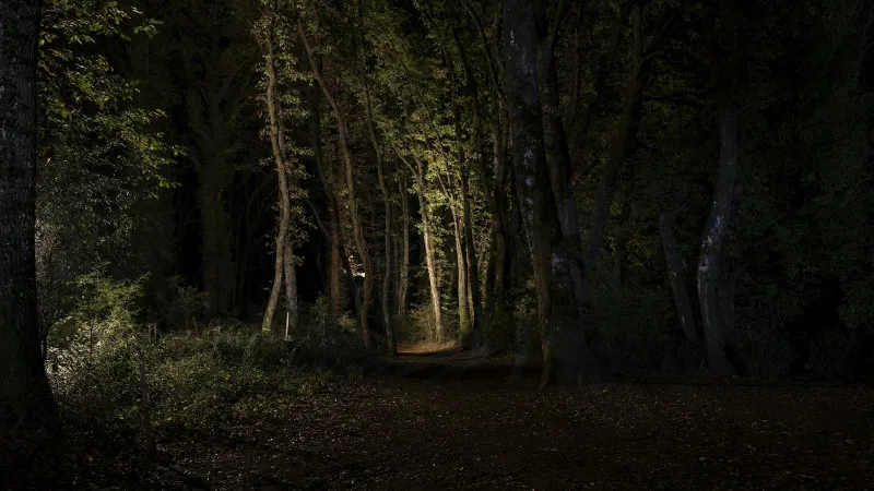 Olight UK: rechargeable torches, head torches and clip lights A woodland path at night with trees lit up by a torch beam
