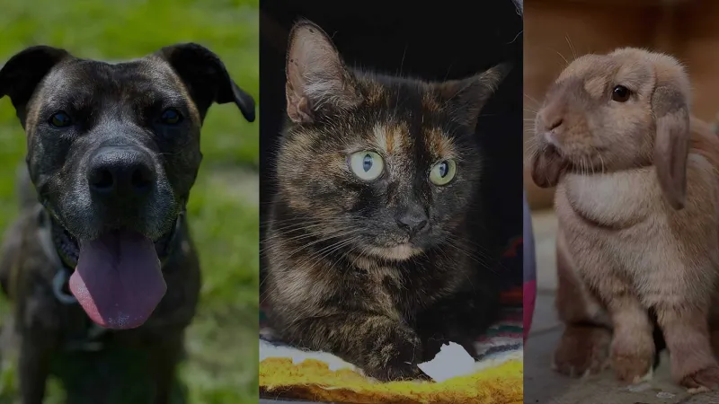 A dog, a cat and a rabbit from The Oxfordshire Animal Sanctuary