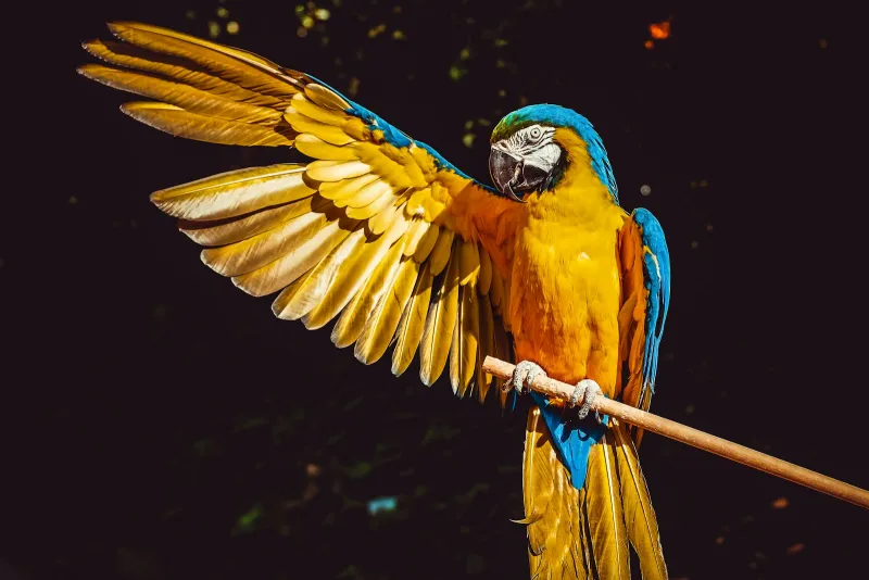 A blue-and-yellow macaw spreading one wing on a wooden perch