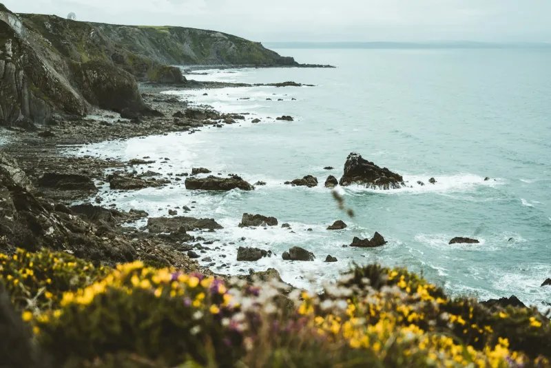 Yellow wildflowers on a rocky Cornish shoreline by the sea