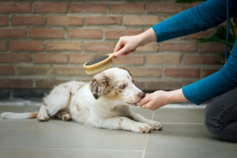 A puppy lying on a tiled floor while someone holds a grooming brush above it