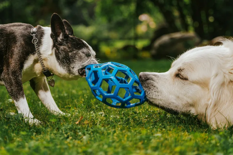 Two dogs playing tug with a blue rubber ball toy on a lawn