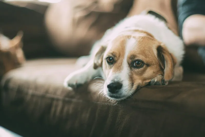 Brown and white dog resting its head on a brown sofa
