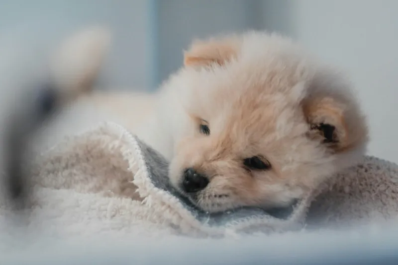 A fluffy cream puppy resting its head on a soft towel