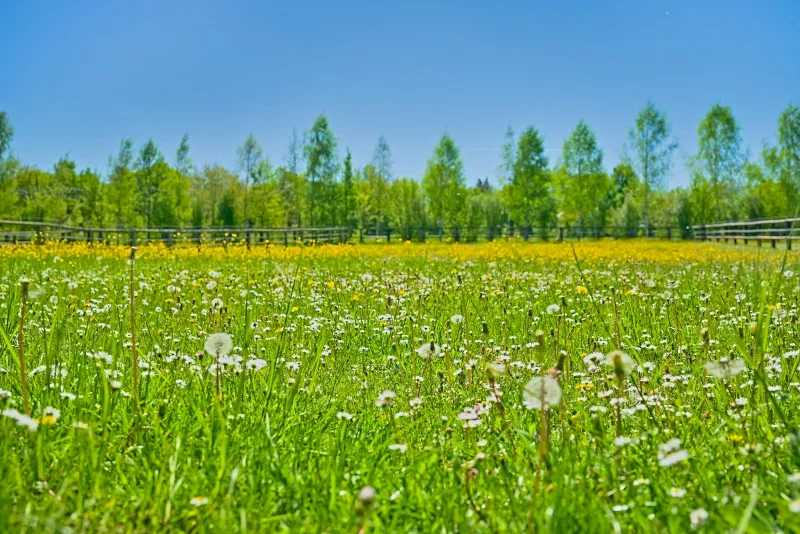 Rewild Mobile: a SIM-only network that funds British rewilding A sunny meadow full of daisies, dandelions and buttercups with a line of trees behind