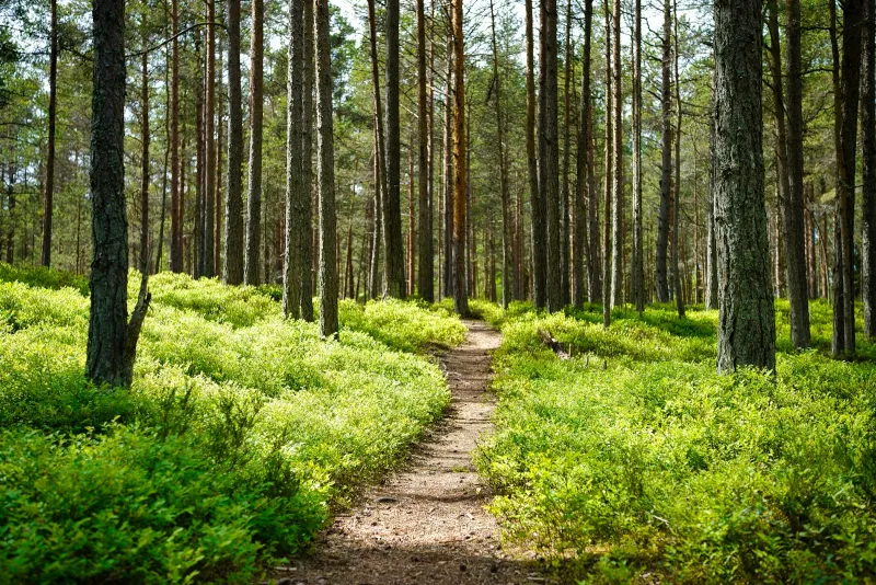 A dirt track running between green grass and trees on a sunny day