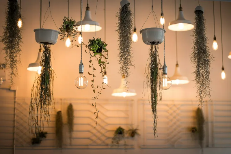 Pendant lights and filament bulbs hanging among trailing plants against a warm-lit wall