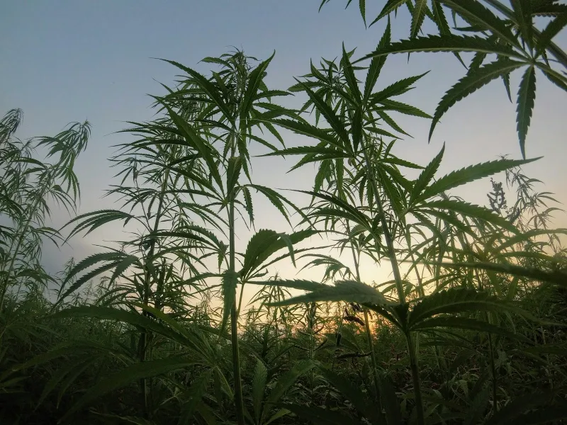 Tall hemp plants silhouetted against a pale evening sky