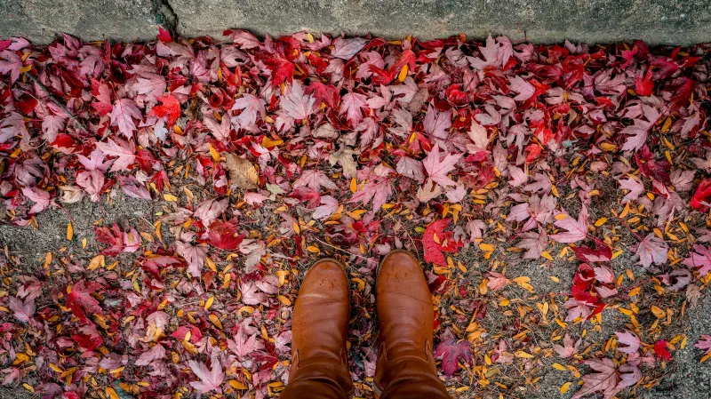 Brown leather boots standing on red and yellow autumn leaves
