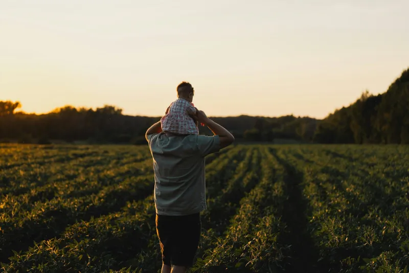 A father carrying a small child on his shoulders across a field at sunset, seen from behind