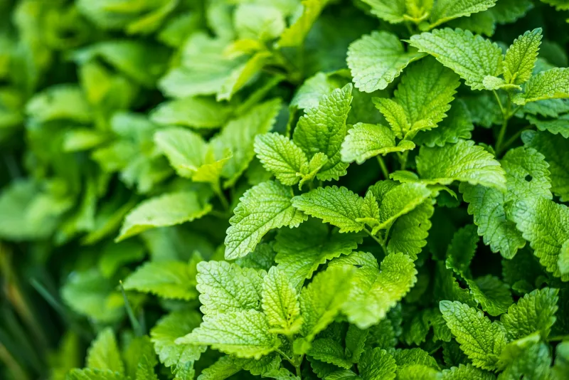 Close-up of fresh green mint leaves