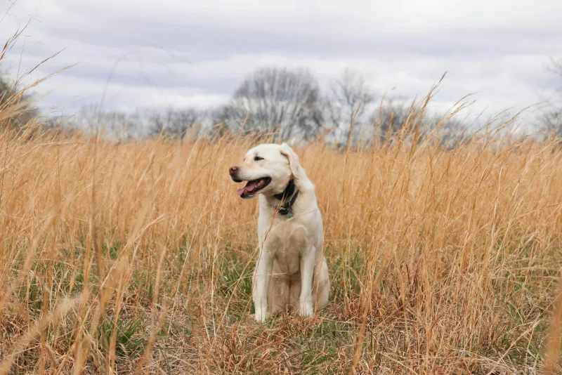 A dog standing in a grassy field