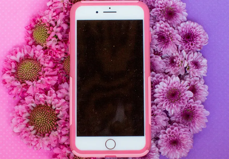 A phone in a pink case lying on pink and purple chrysanthemums against a two-tone background